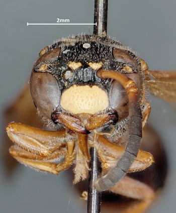 Media type: image;   Entomology 31087 Aspect: head frontal view